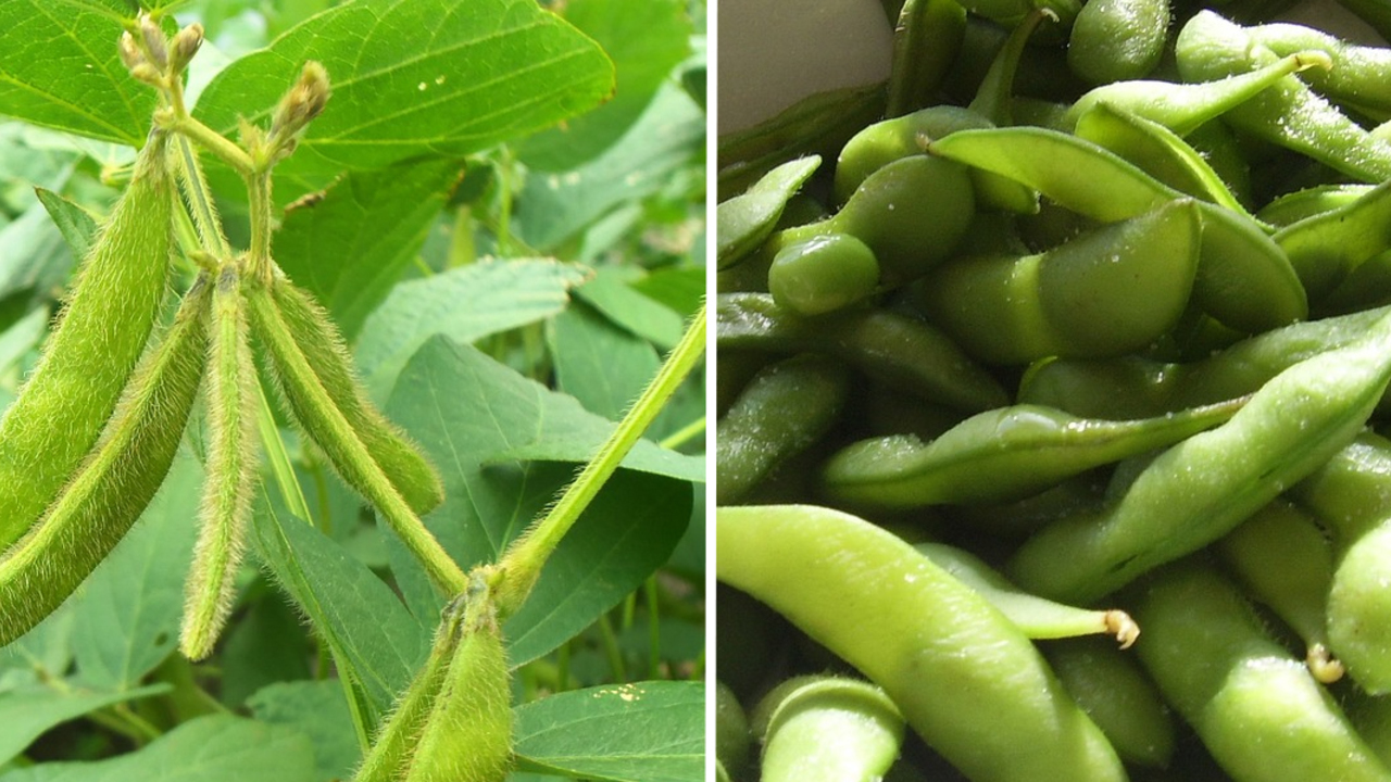Edamame Beans: Buying, Growing, & Eating This Superfood - Utopia