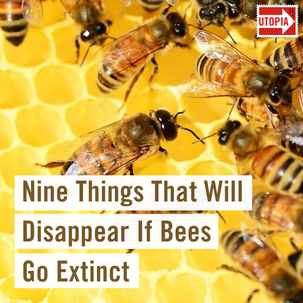 Bee extinction: What Happens if Bees Go Extinct? 10 Things That Wou