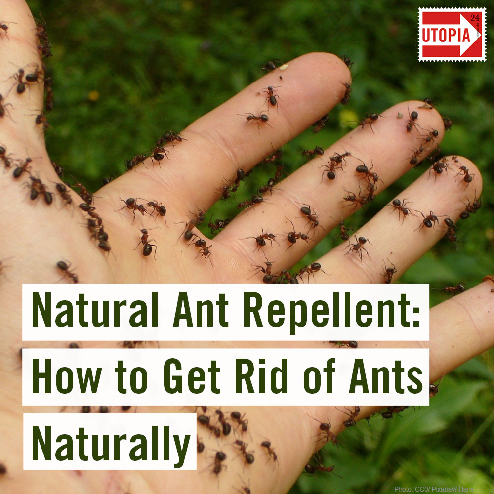 what repels ants        <h3 class=