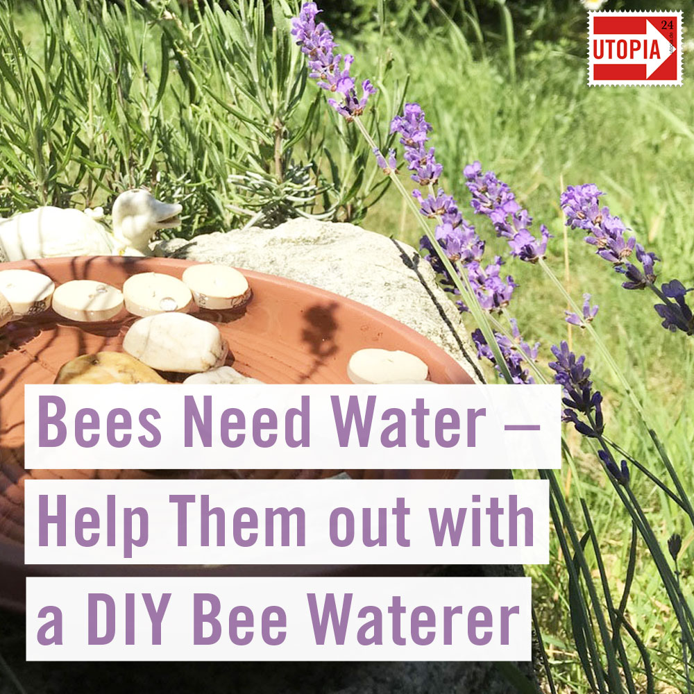 DIY Bee Waterer How to Provide Water for Bees This Summer Utopia