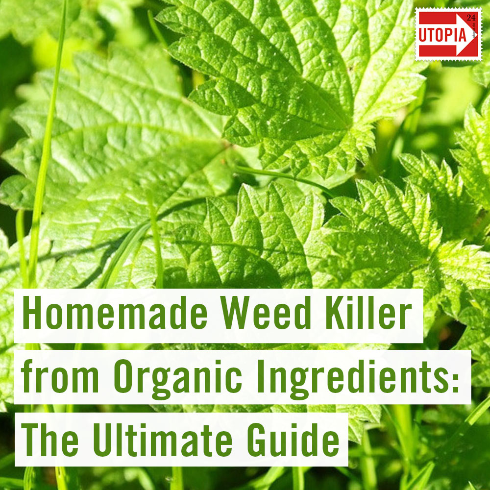 Homemade Natural Weed Killer From Organic Ingredients 0559