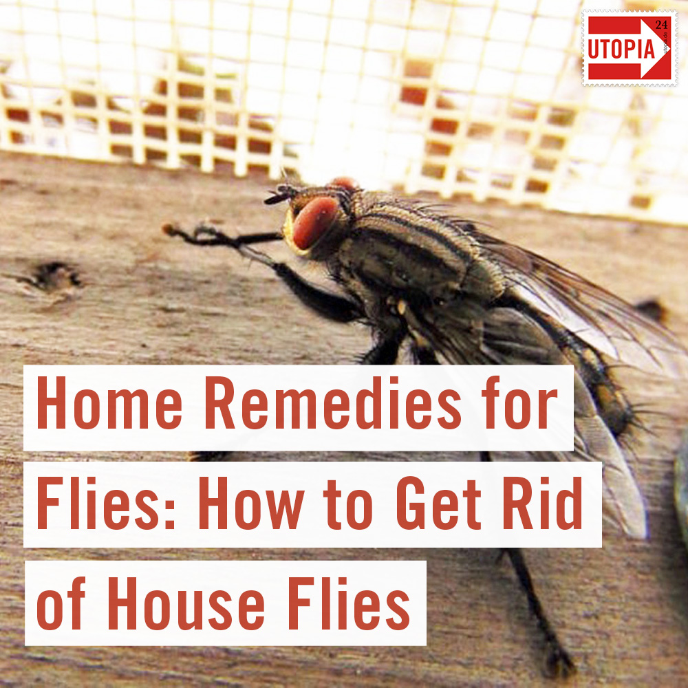 3 Natural Home Remedies To Get Rid of Flies - Utopia