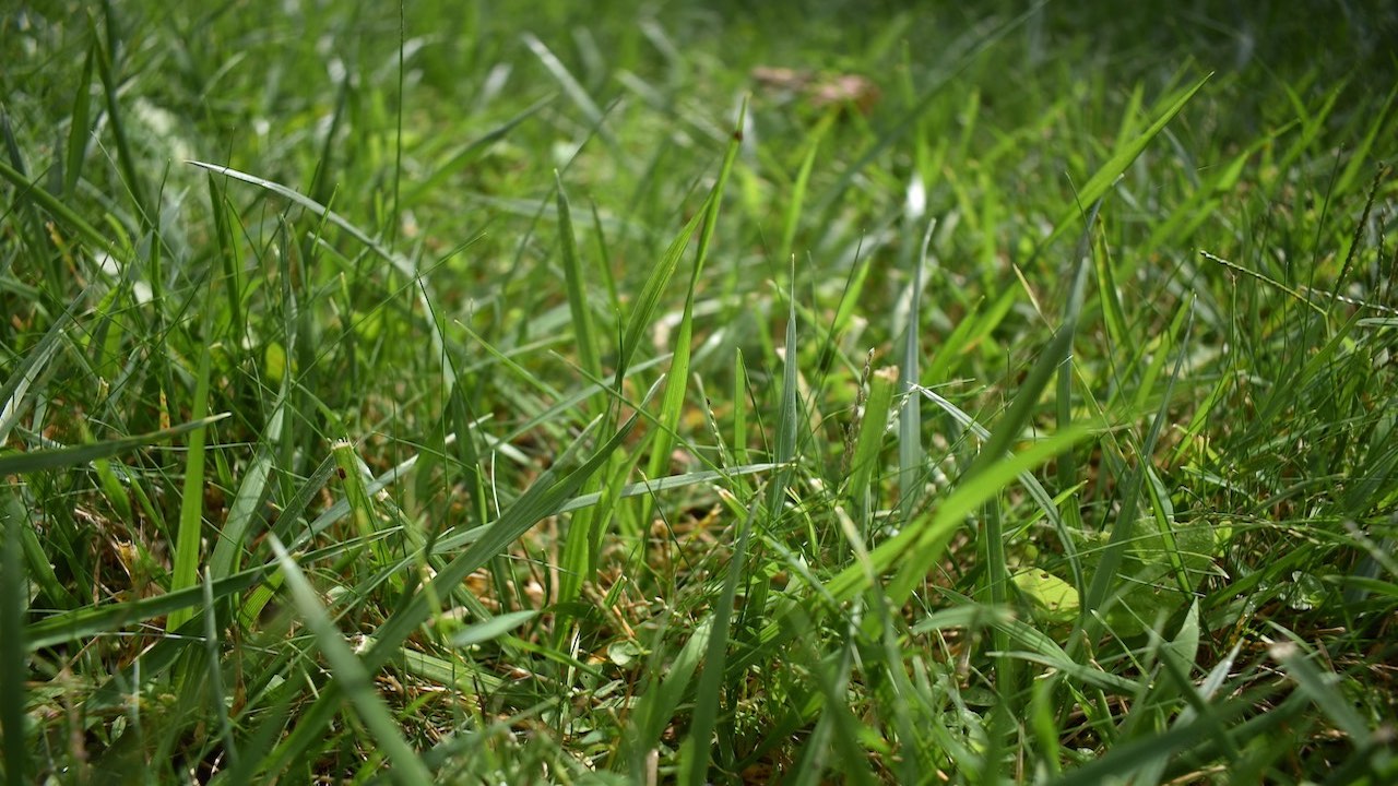 How to get grass stains out of clothes like a pro