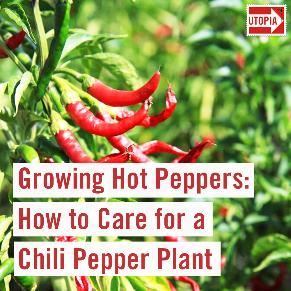 Growing Hot Peppers How to Care for a Chili Pepper Plant Growing Hot Peppers How to Care for a Chili Pepper Plant