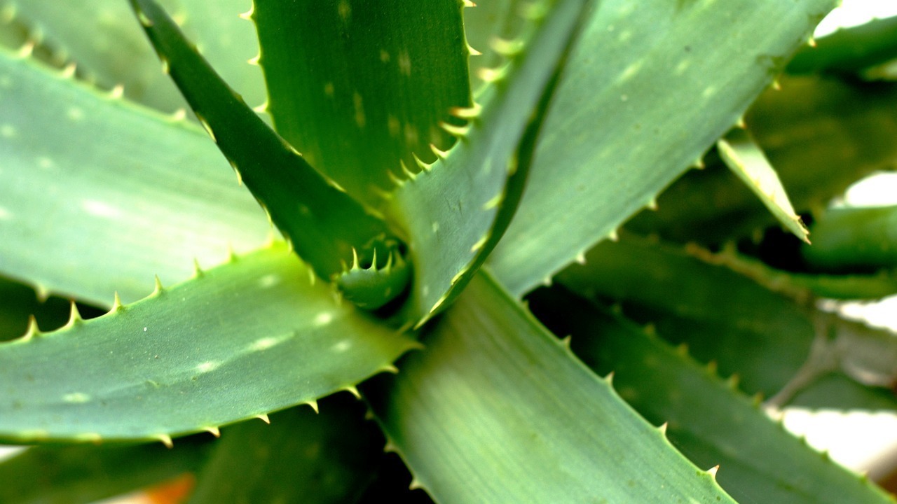 How to Propagate Aloe Vera From Cuttings & Offshoots - Utopia