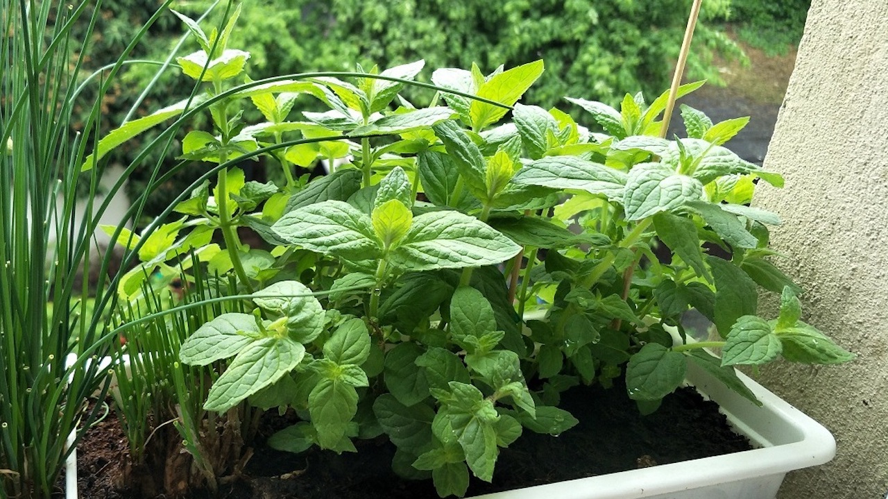 Growing Mint: Mint Plant Care in your Garden or Kitchen - Utopia