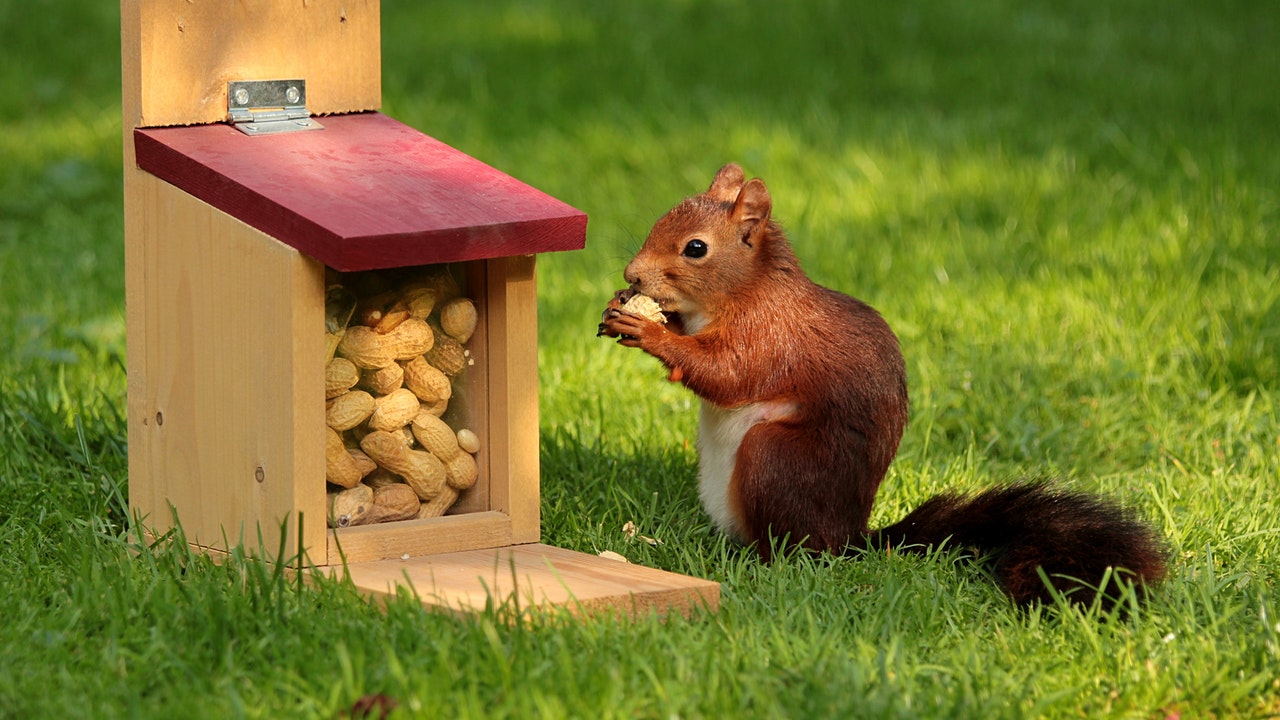 Feeding Squirrels What You Should Know Utopia