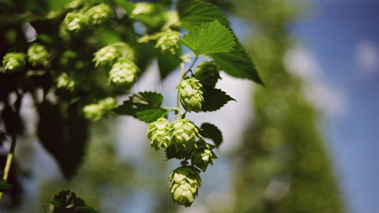 yield from 1 hop plant