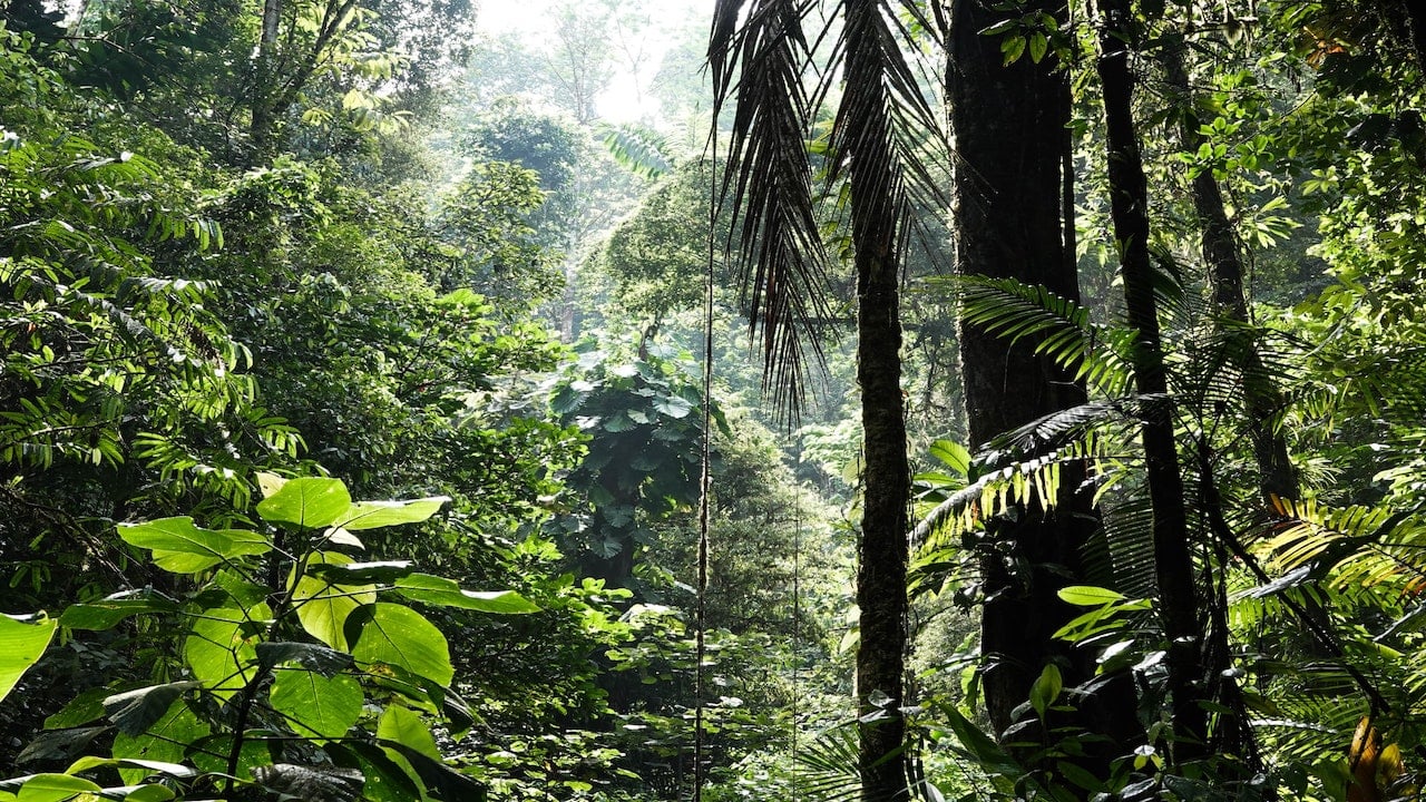 rainforest ecosystem