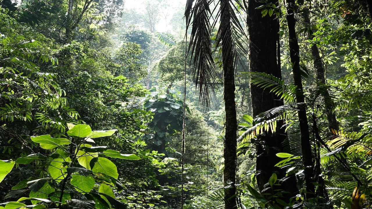 Tropical Rainforest Ecosystems: Why Are They Important? - Utopia