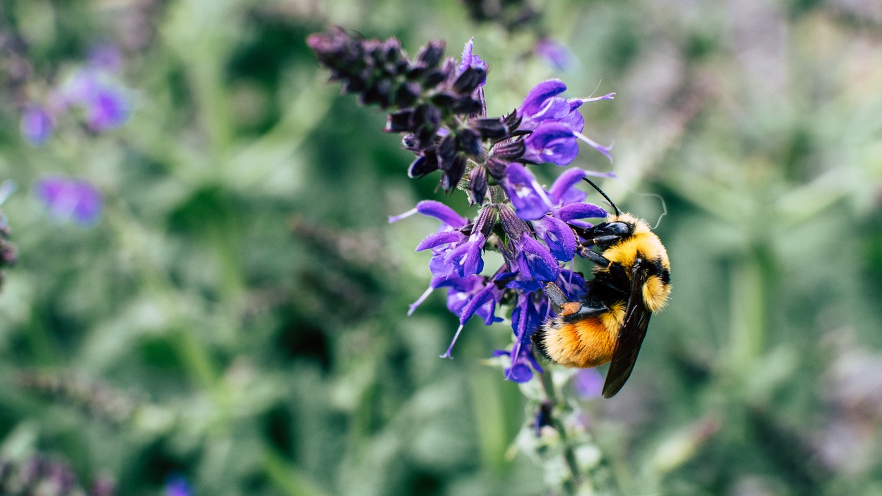 Flowers for Bumblebees How to Help Endangered Bumblebees Utopia