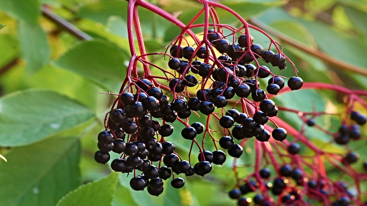 Elderberries How to Find, Collect, and Use Them Utopia