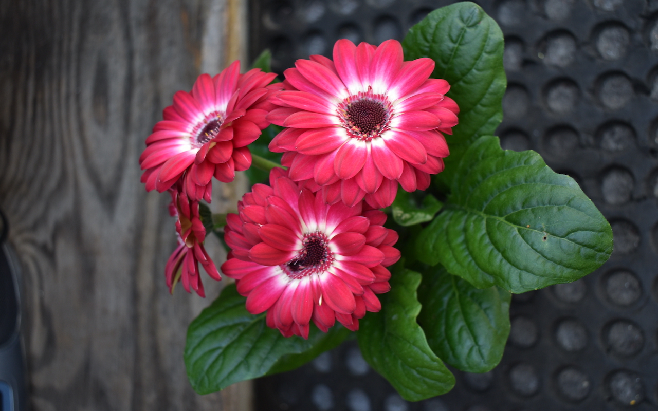 13 Noteworthy Houseplants That Are Safe for Cats and Dogs Utopia