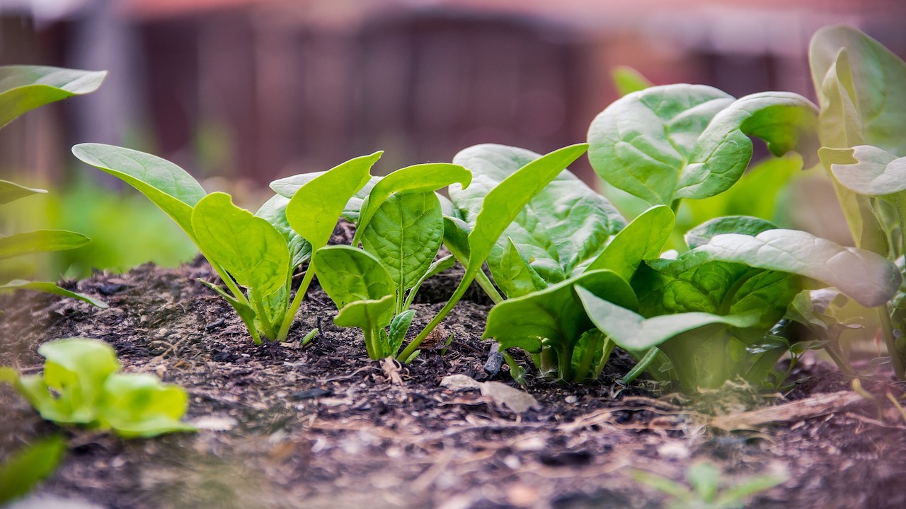 Growing and Harvesting Spinach A Complete Guide Utopia