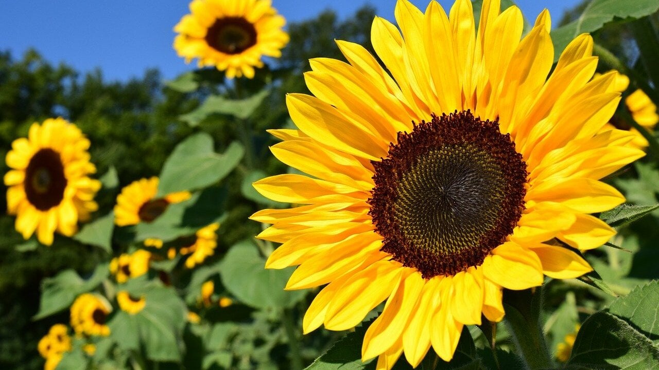 Growing Sunflowers When to Plant & How to Care for Them Utopia