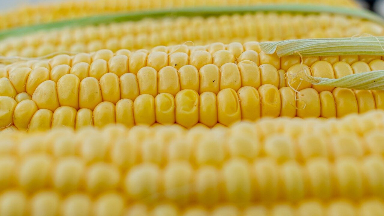 Can You Eat Raw Corn The Pros Cons and Tasty Recipes Utopia