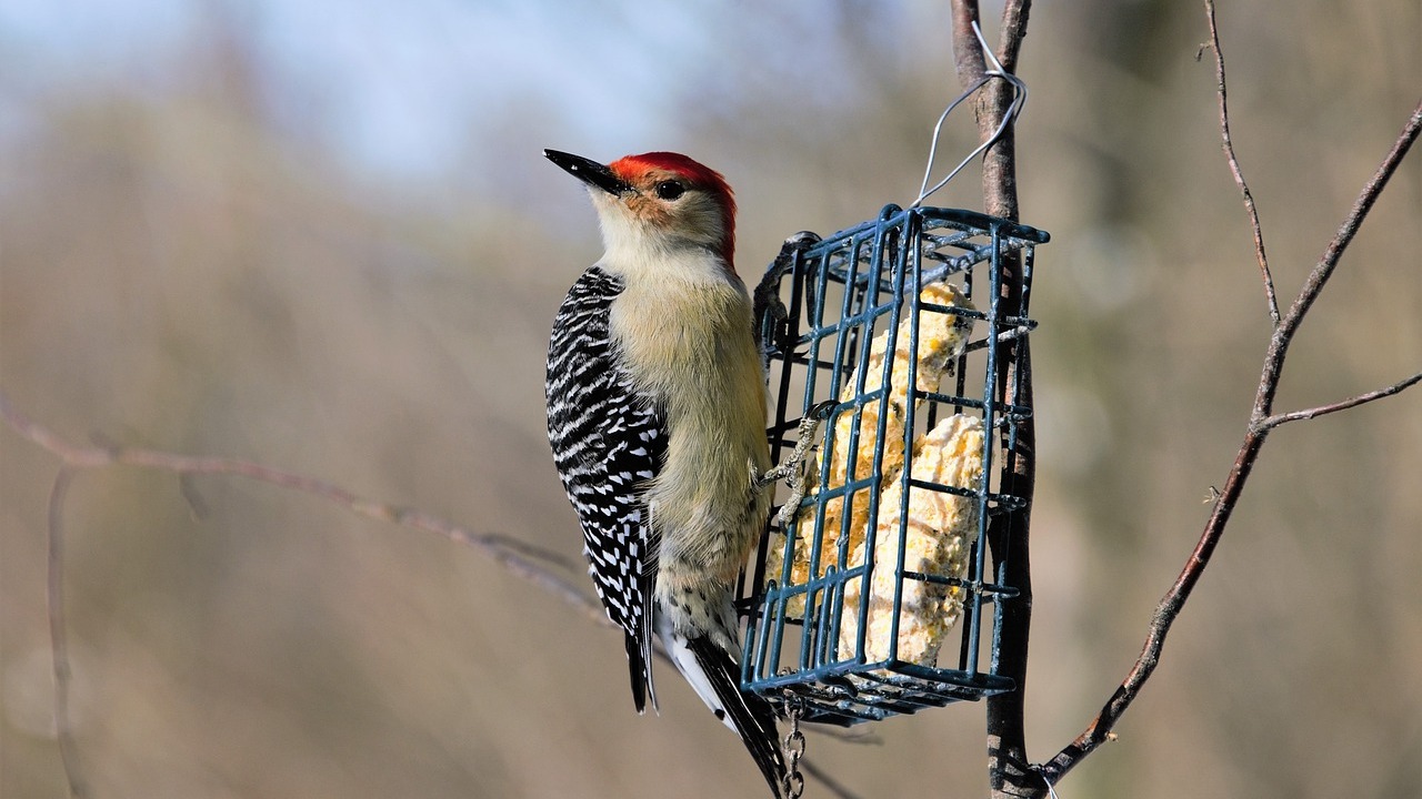Homemade Suet for Birds Easy Bird Food Recipe Utopia