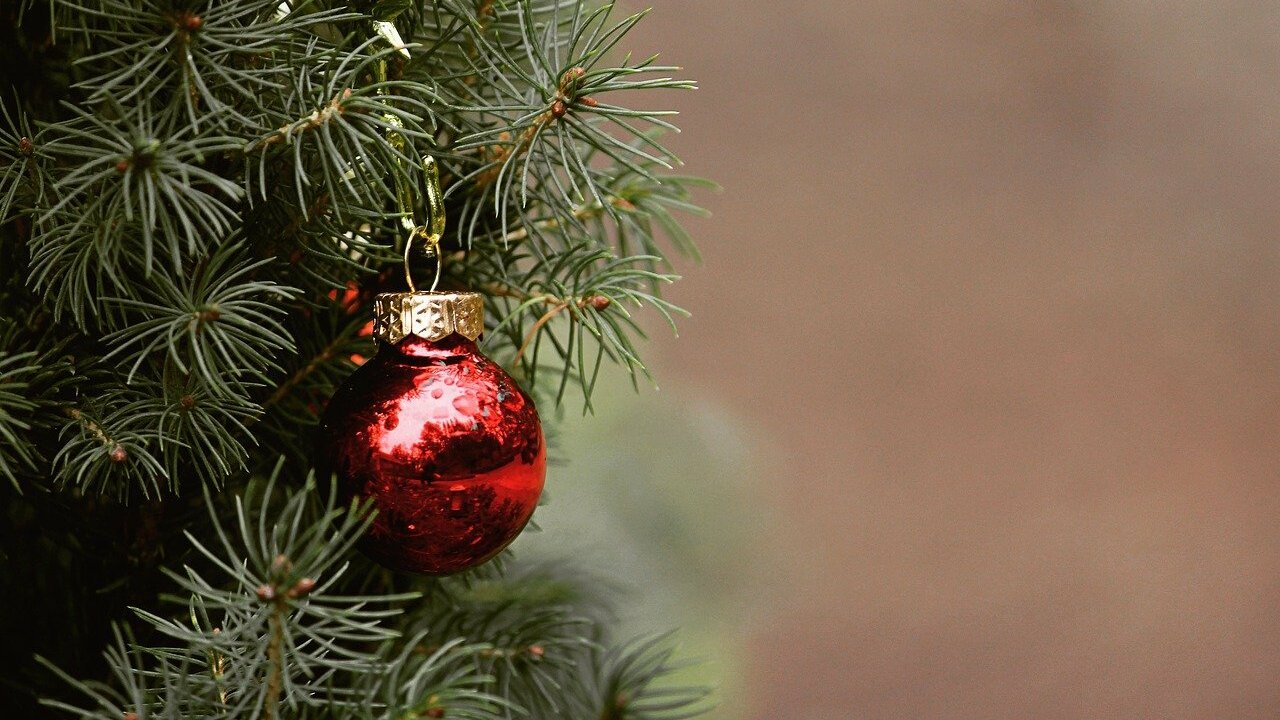Is Renting a Christmas Tree More Sustainable? Utopia