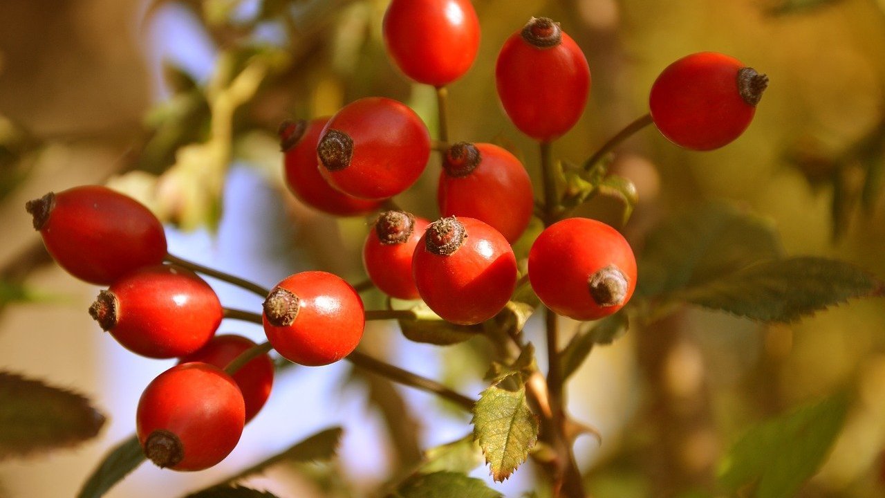 Should You Remove Rose Hips