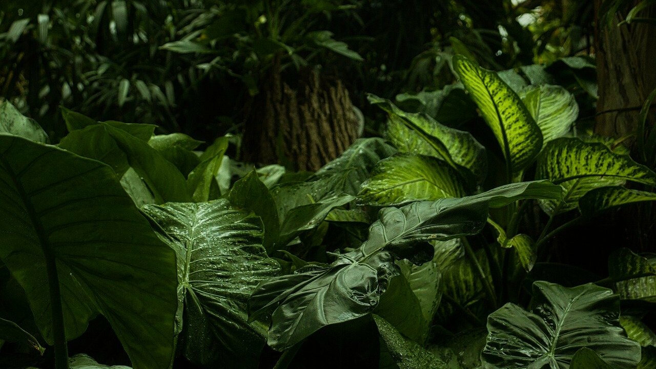 10 Plants That Repel Insects Naturally Utopia