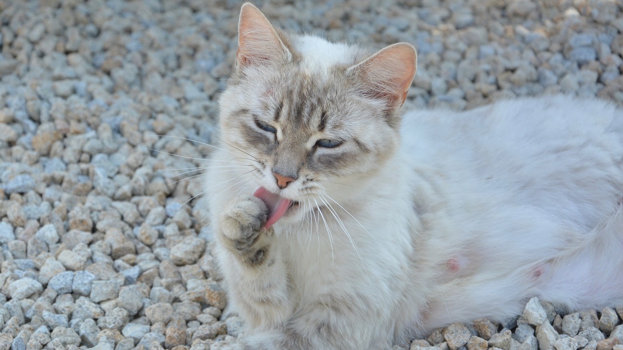 Why Not to Flush Flushable Cat Litter Utopia