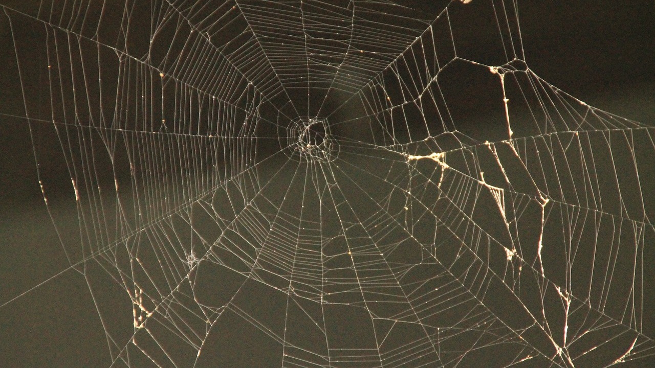 How to Get Rid of Spiders in Your Basement 5 Natural Methods Uto