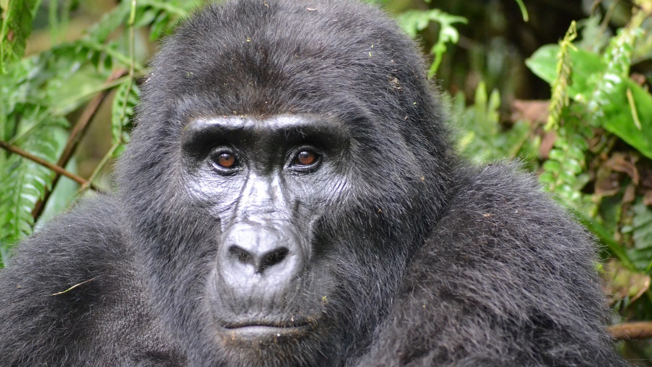 Gorillas Are Endangered and Here's How You Can Help Utopia