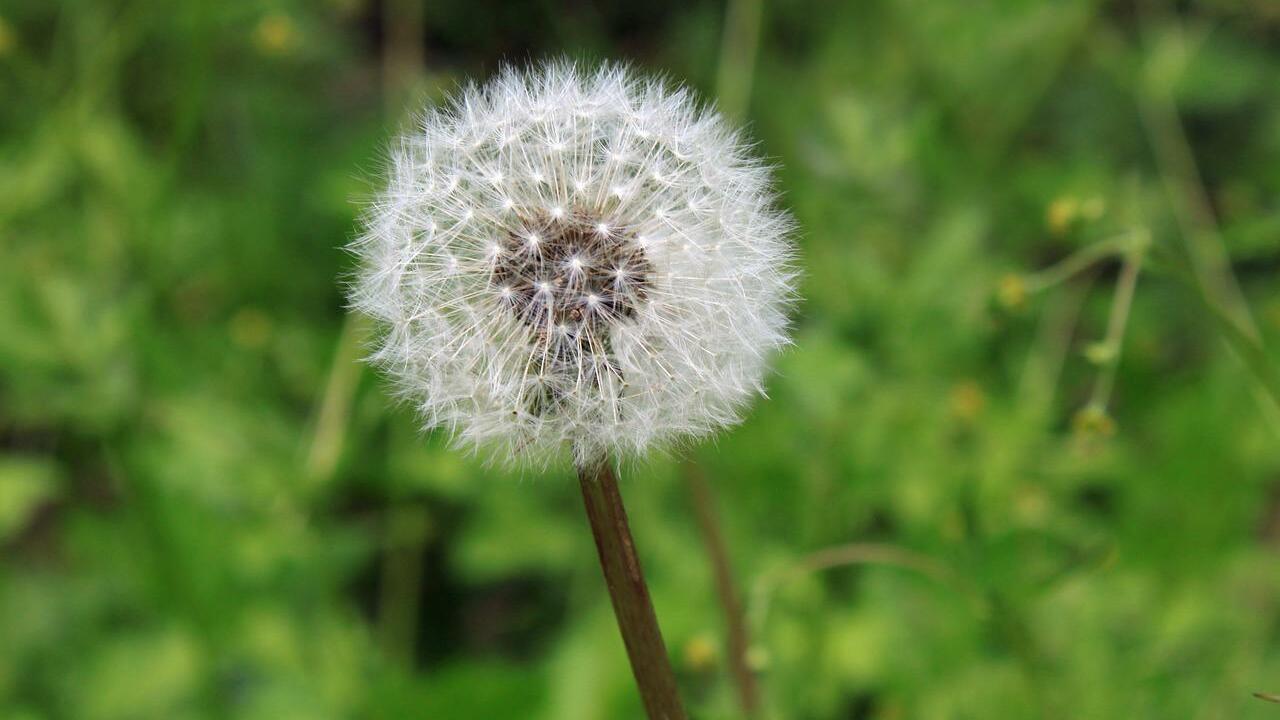 10 Natural Home Remedies for Pollen Allergies Utopia