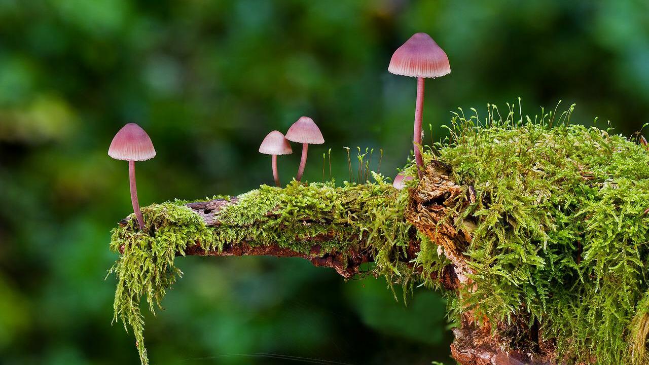 Mushroom Mycelium Top Health Benefits: Why its good for you – Lucid™