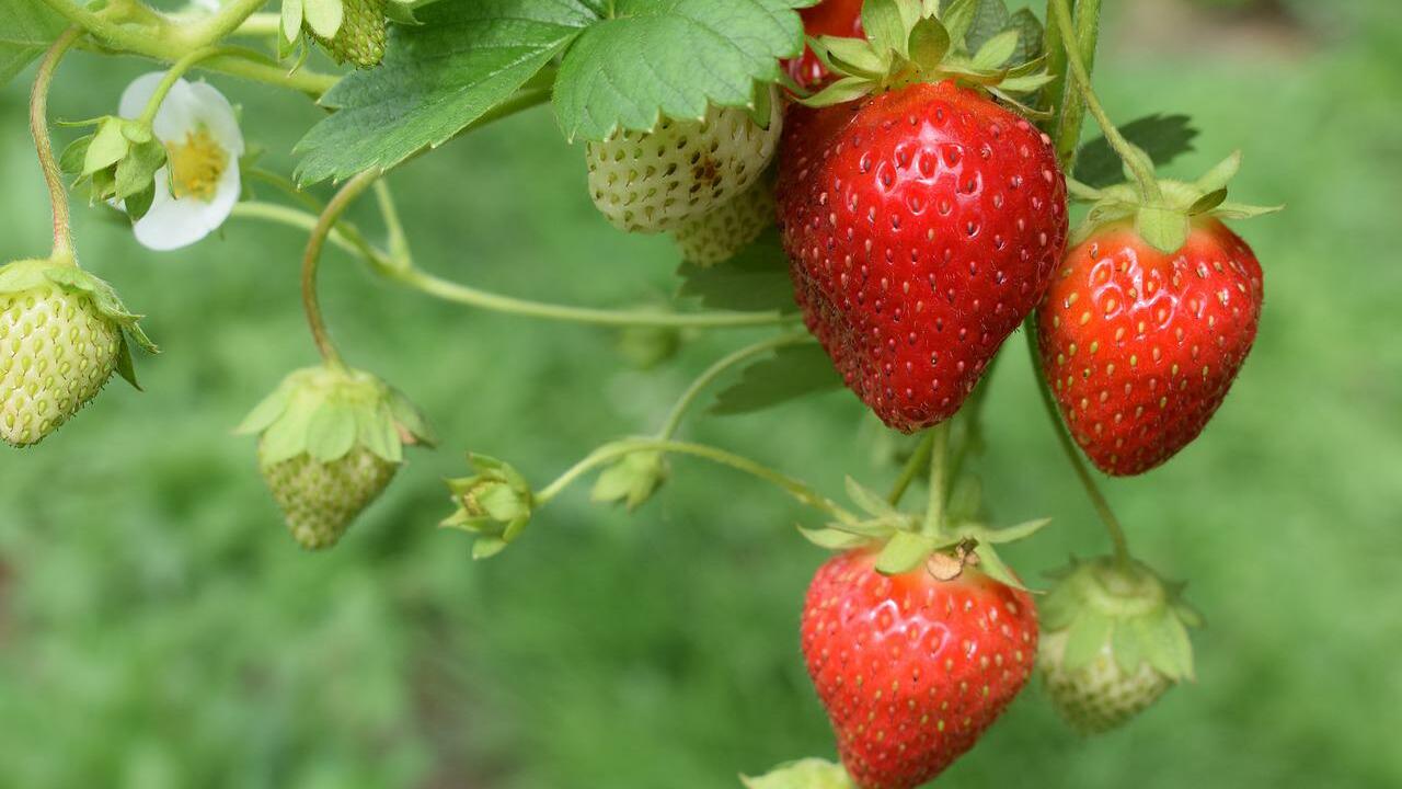 washing-strawberries-with-vinegar-to-keep-them-fresh-longer-utopia