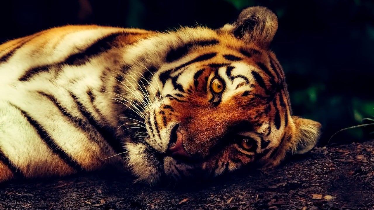 Why Are Tigers Endangered? The 4 Major Threats - Utopia