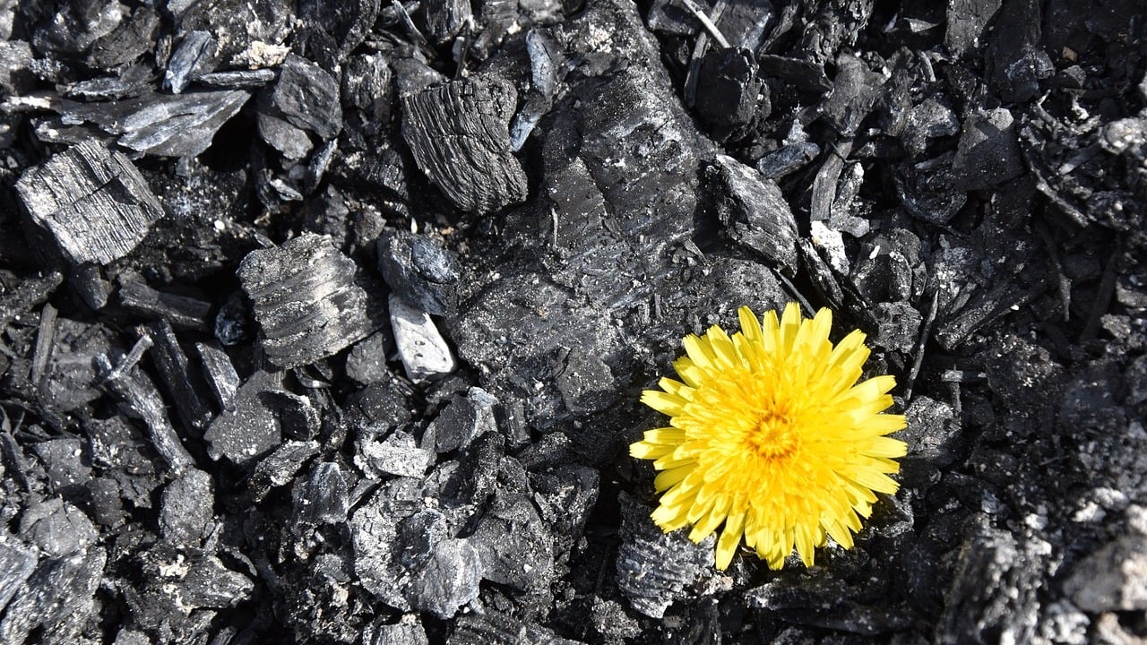 can-you-dispose-of-wood-ash-in-the-compost-utopia