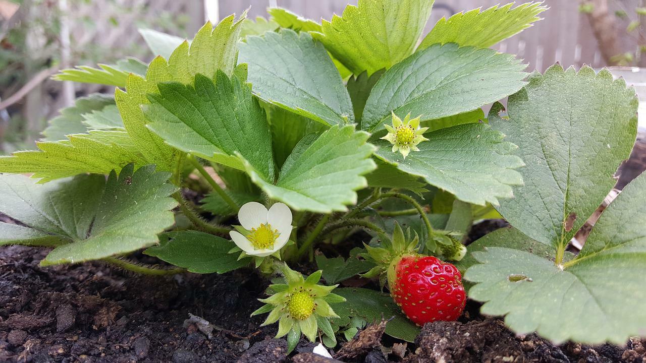 this-is-how-you-fertilize-your-strawberry-plants-naturally-utopia