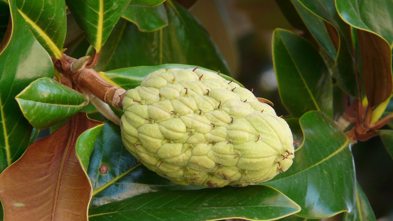 11 Different Types of Rubber Plants and How to Care for Them Utopia