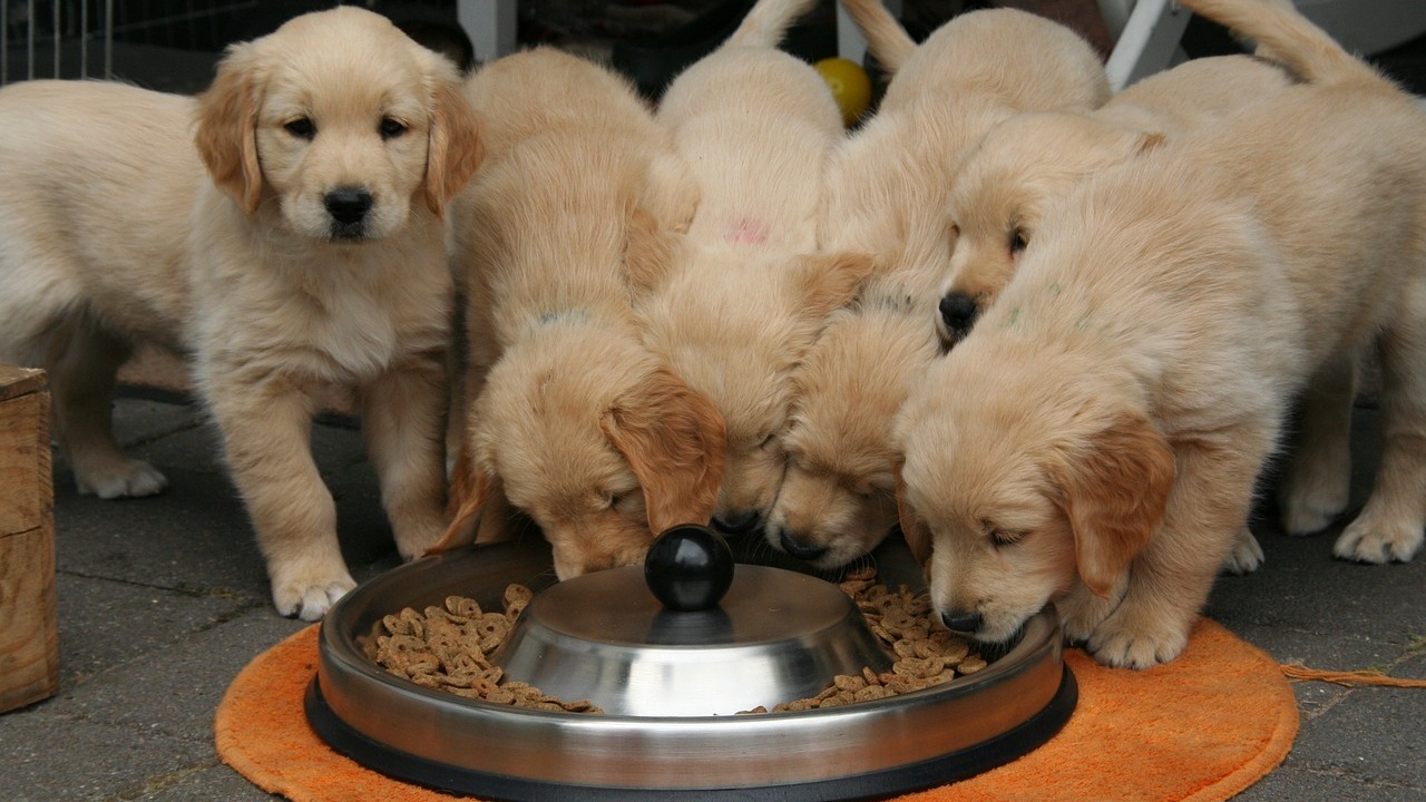 When can puppies outlet eat puppy chow