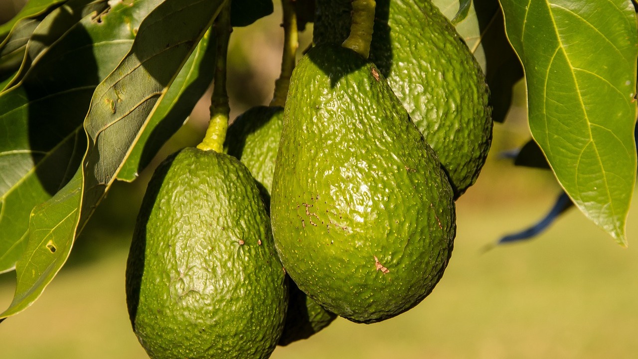Ripen Avocados Fast in a Paper Bag With a Banana Utopia