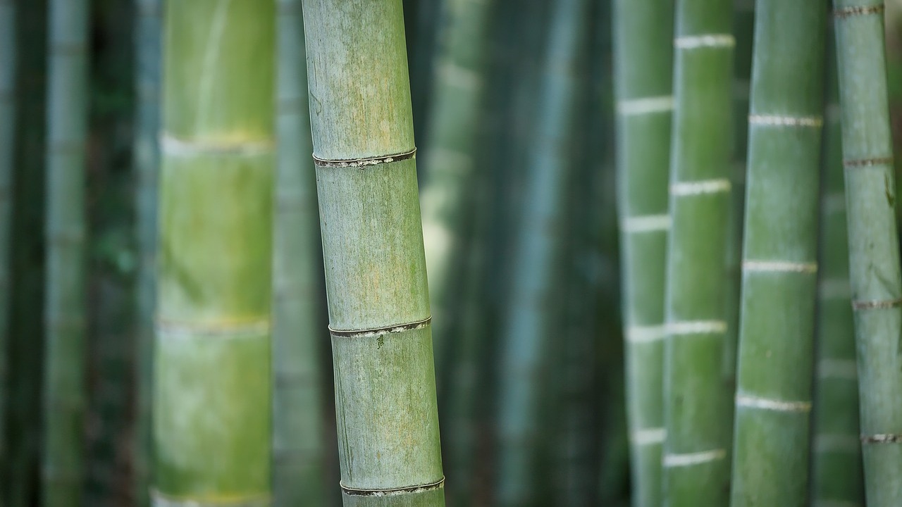 5-surprising-uses-for-bamboo-utopia