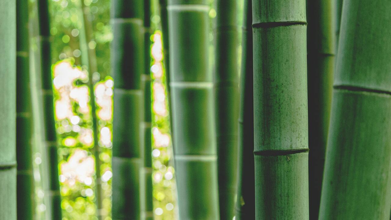 Where Does Bamboo Grow and Is It Edible? Utopia