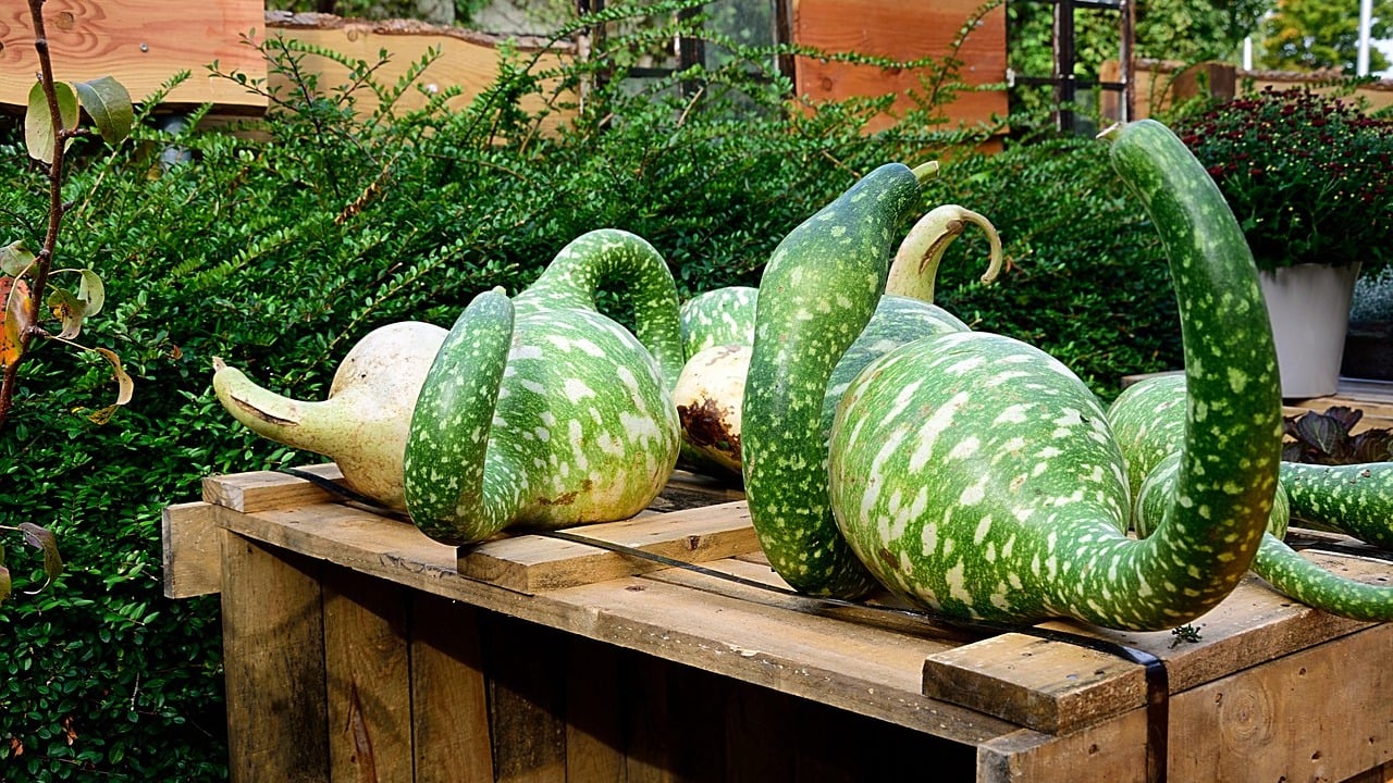 Can You Eat Gourds? All About This Autumnal Fruit Utopia