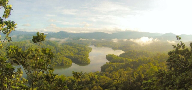 ecosia search engine