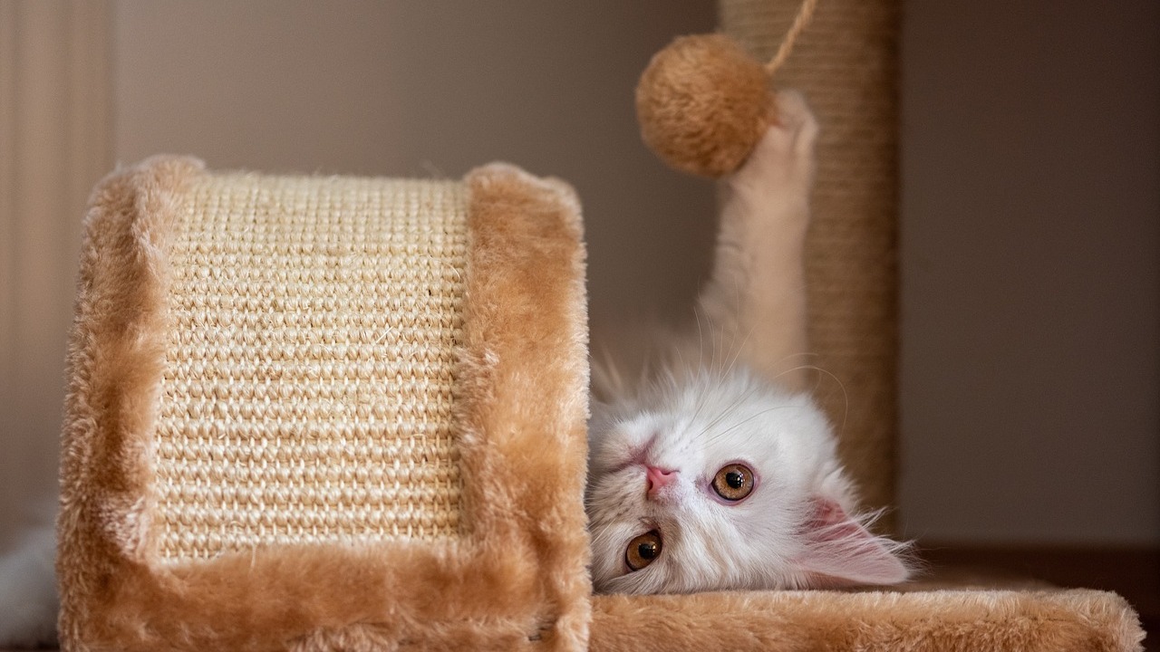 What will keep clearance cats from scratching furniture