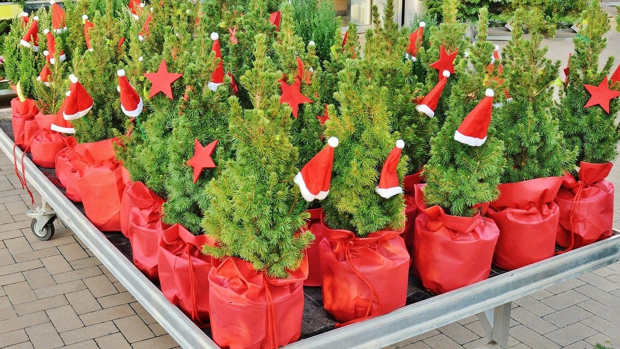 How to Look After Your Christmas Tree in a Pot Utopia