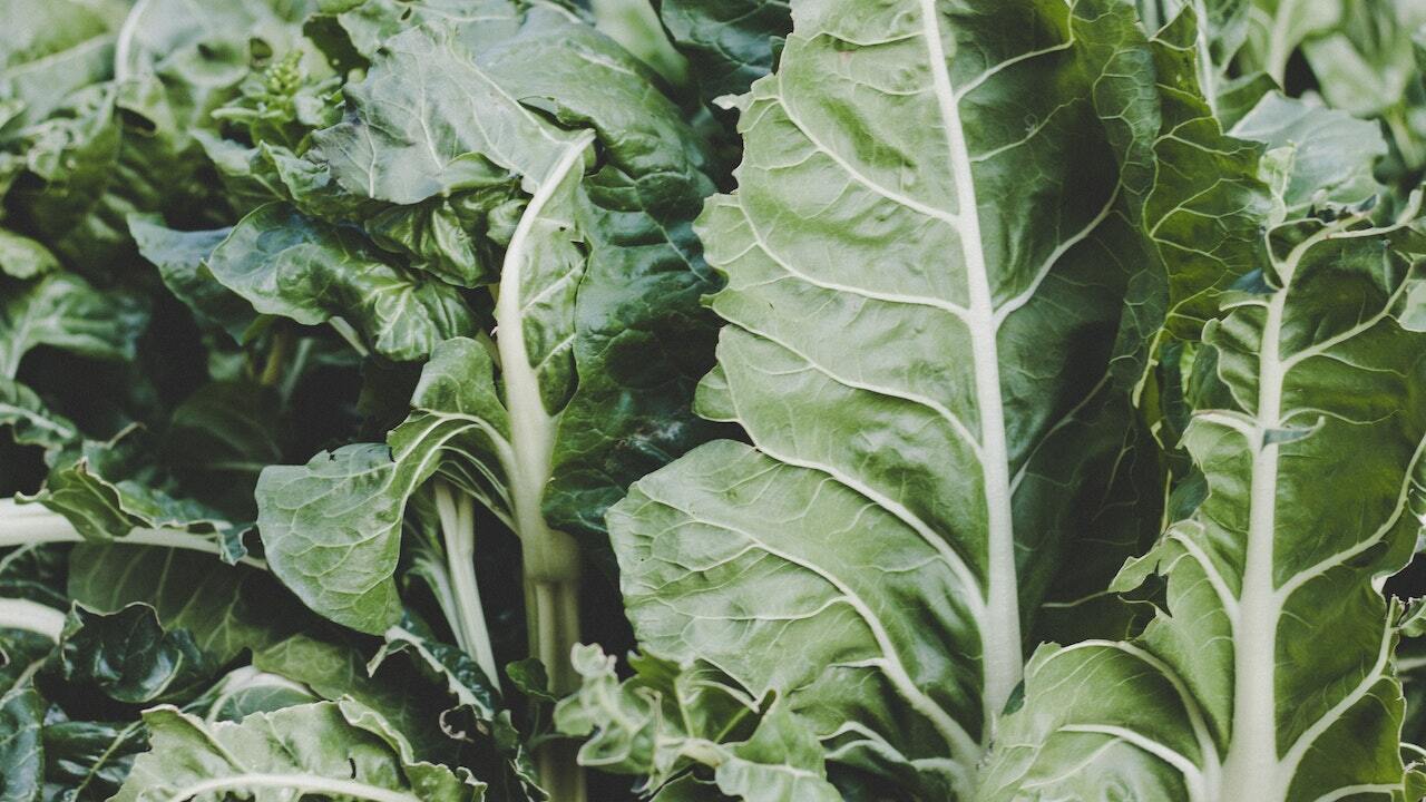 13 Edible Leaves You Didn't Know About Utopia