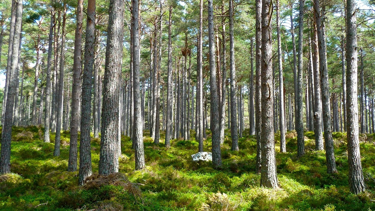 Conservation Vs Preservation Differences Similarities Utopia Conservation Vs Preservation Differences Similarities Utopia