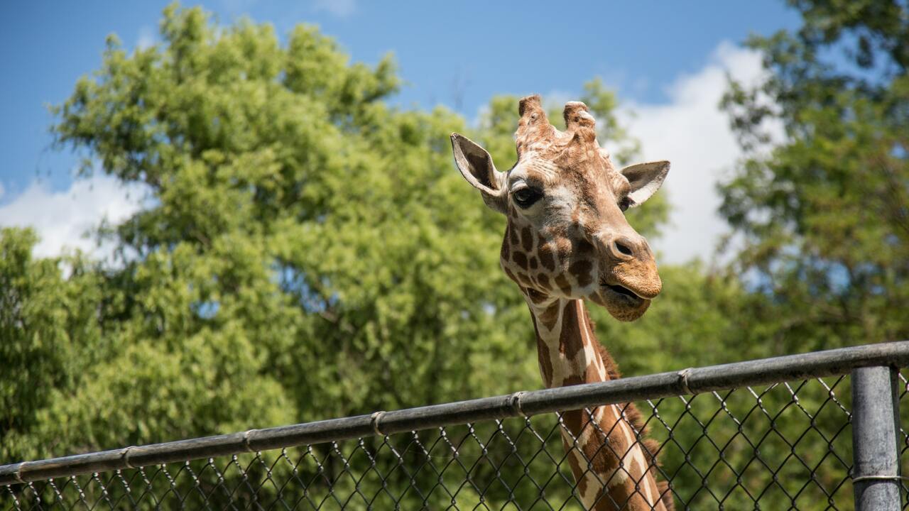 Should Zoos be Banned? It's Complicated - Utopia