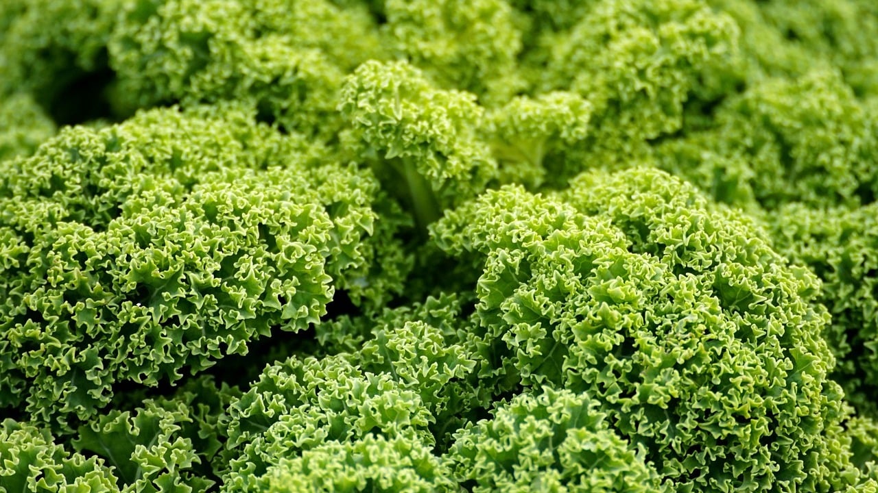 How to Massage Kale Step-by-Step (and Why You Want to) - Utopia