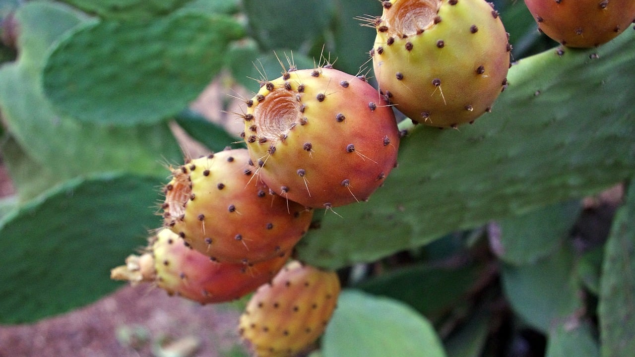 6 Great Prickly Pear Recipes to Try This Week - Utopia