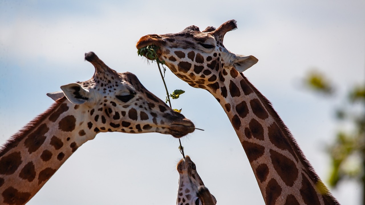 Are Giraffes Endangered? Myths and Truths Explained - Utopia