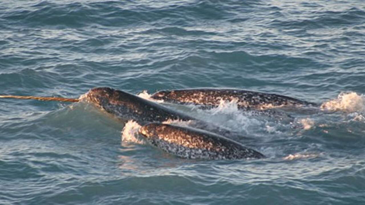 Are Narwhals Extinct or Endangered? How Can You Help? Utopia