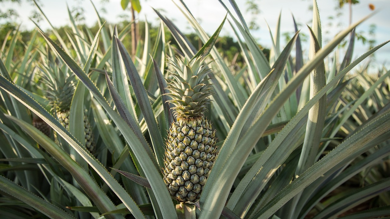 How to Plant a Pineapple Top Regrow Pineapple StepbyStep Utopia